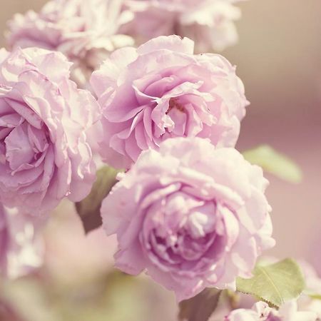 B&B Le Savoir Vivre Bonnes  Εξωτερικό φωτογραφία